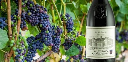 Bottle of Pinot Noir wine labeled Il Rubino