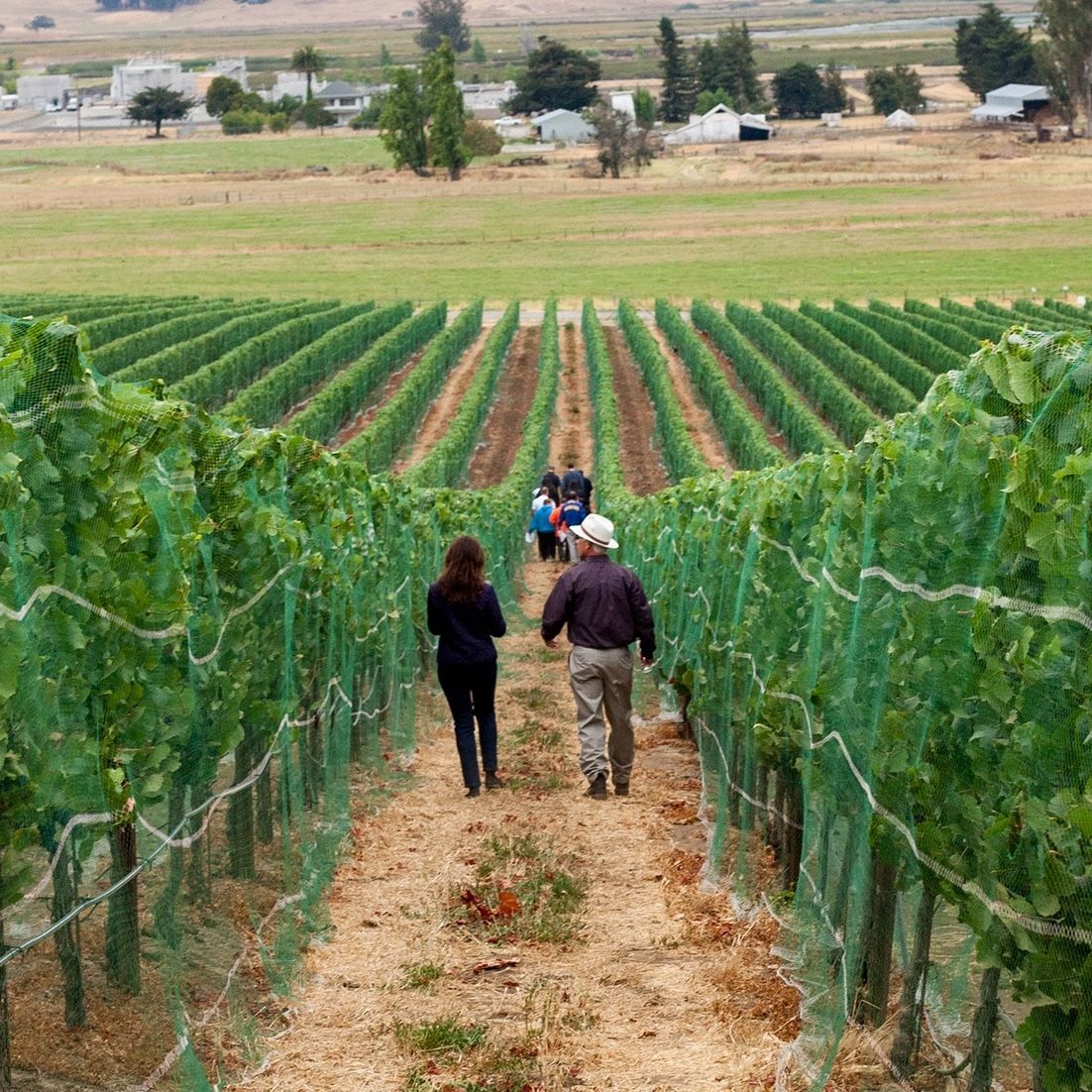 People walking through vineyard rows in a rural setting.
