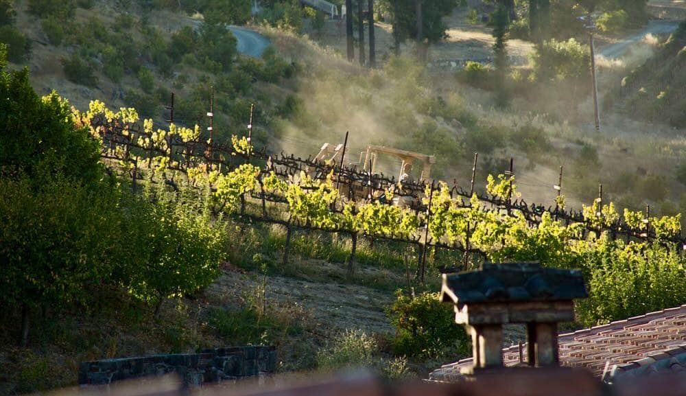 Tractor pulling vines in Block 10 Cabernet Sauvignon behind the Castello.