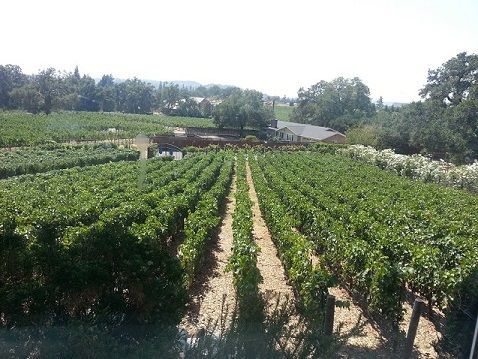Vineyard landscape with rows of grapevines under blue sky