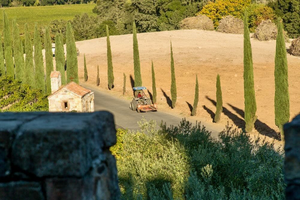 View of the chapel on the hill between Cabernet Sauvignon vineyards.