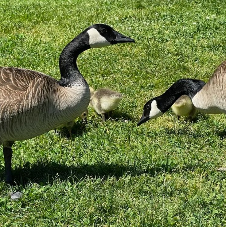 Two adult Canada geese with goslings grazing on green grass.