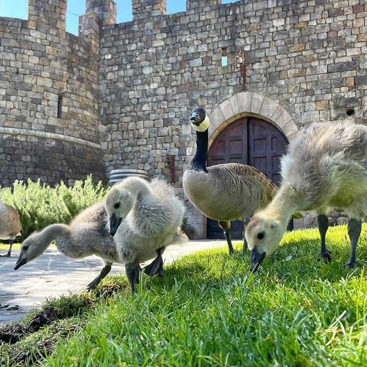 Geese grazing on grass in front of a stone castle.