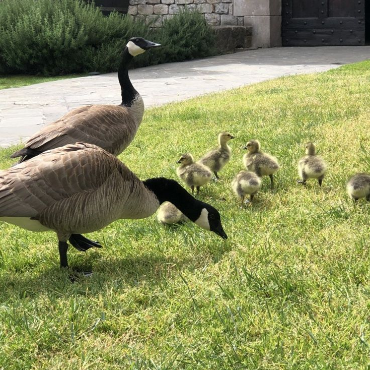 Two adult geese and six goslings grazing on green grass.