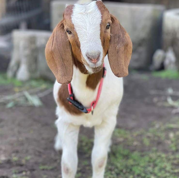 Brown and white goat with floppy ears and red collar standing outdoors.
