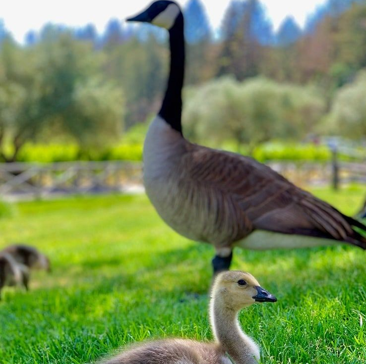 Adult Canada goose stands near a gosling on green grass, blurred background of trees.