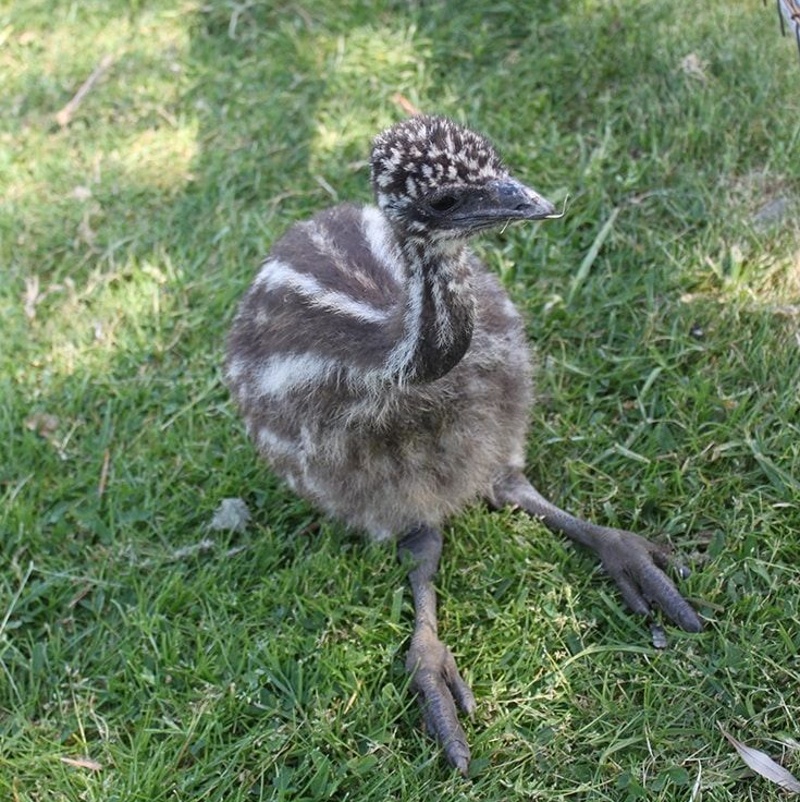 Emu chick with brown and white striped feathers, sitting on green grass.