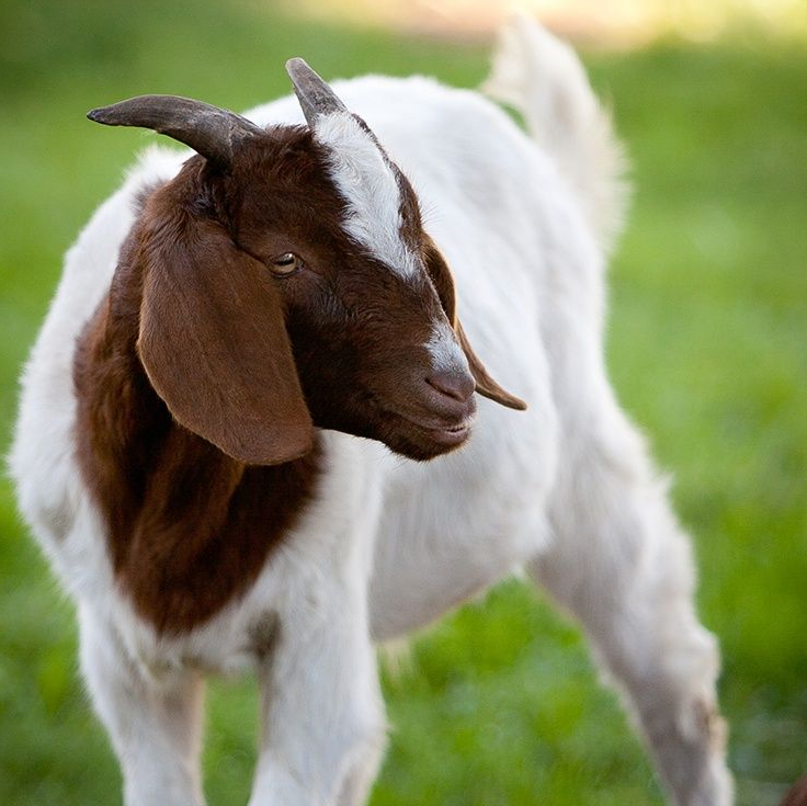 A goat with brown and white fur looks toward the left, standing on green grass.