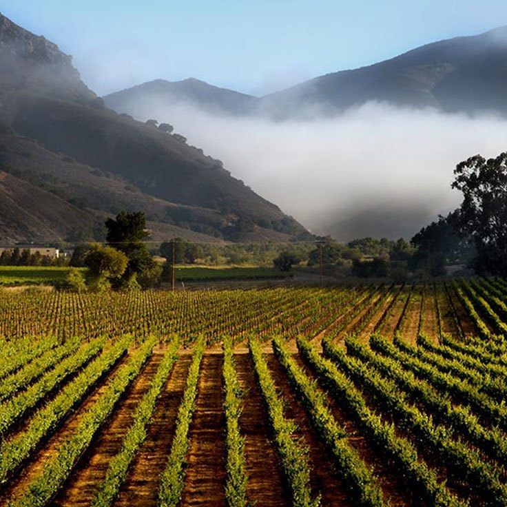 Vineyard rows in a valley, mountains in background, fog.