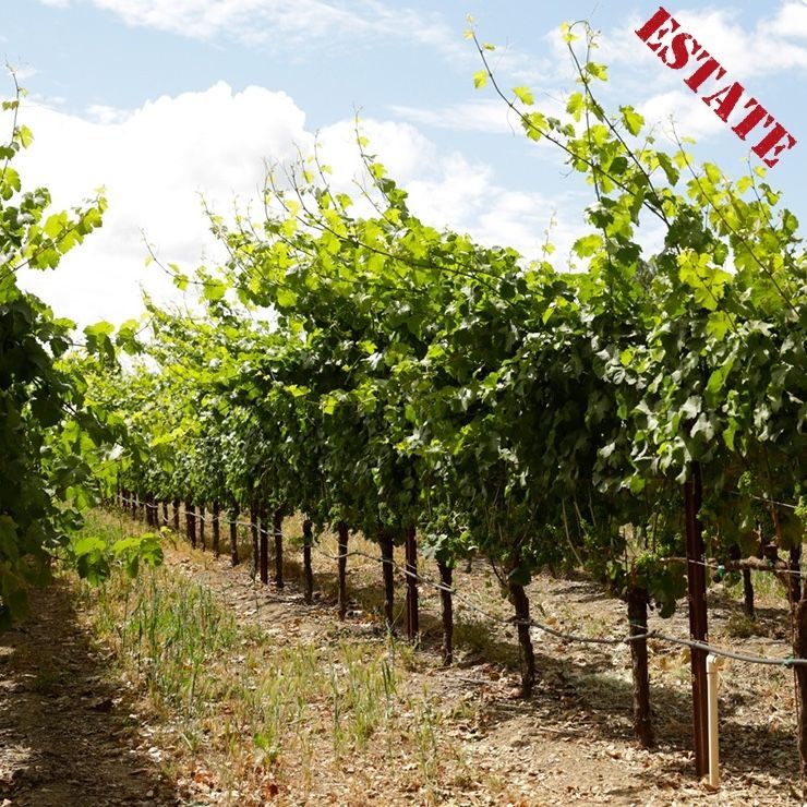 Rows of grapevines in an estate vineyard on a sunny day with a 'ESTATE' stamp.