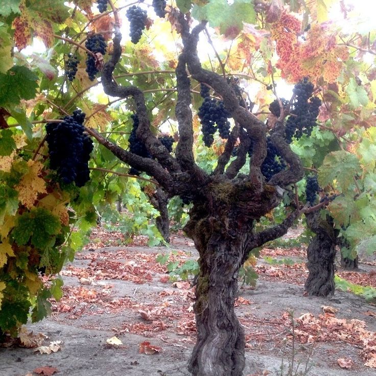 Grape vines with dark grapes in a vineyard; autumn leaves and soil are visible.