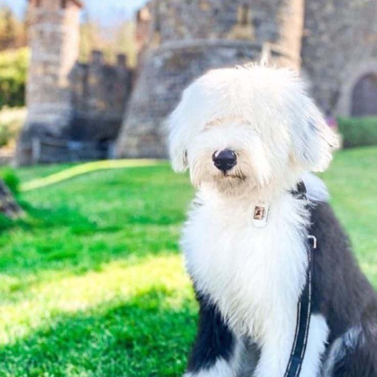 Old English Sheepdog on a leash, partially blocking its eyes, seated on green grass in front of a stone building.