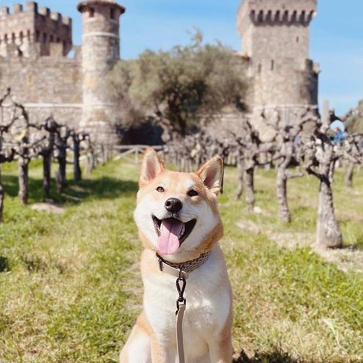 Happy Shiba Inu dog smiles in a vineyard with a castle in the background.