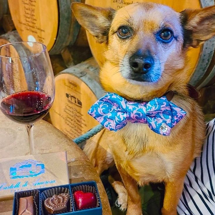Dog with blue bow tie, red wine, and chocolates in a winery setting.