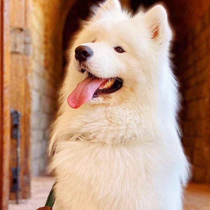 Fluffy white Samoyed dog with pink tongue hanging out, looking to the side. Inside a stone arched doorway.