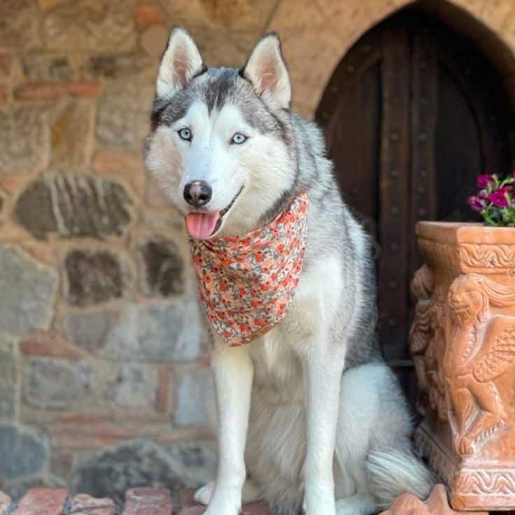 Husky dog with blue eyes, wearing a floral bandana, sitting by a stone wall.