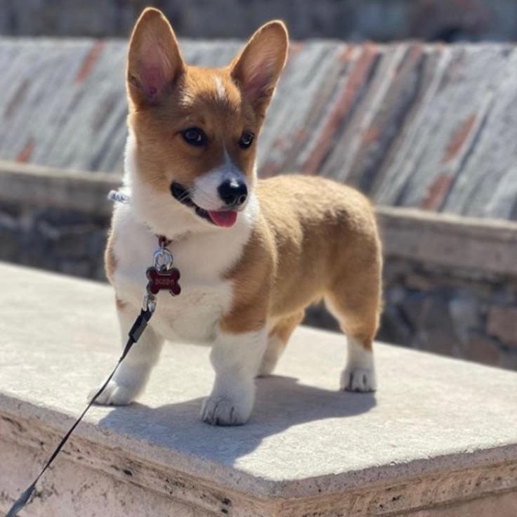 Corgi puppy with tan and white fur, wearing a collar and leash, standing on a stone ledge.