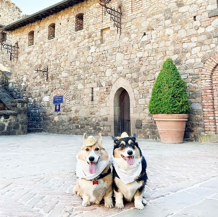Two corgis with bandanas and hats in front of a stone building, one with a green topiary.