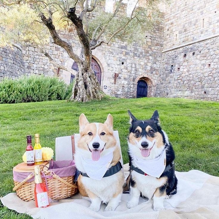 Two corgis at a picnic in front of a stone building with a tree. They have bandanas on and are smiling.