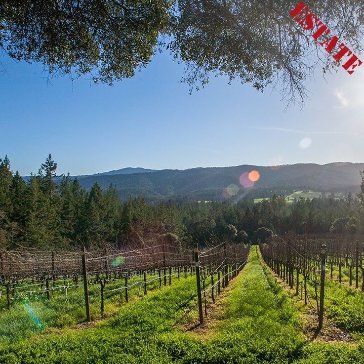 Vineyard with rows of dormant vines on a sunny day, with a forest and mountains in the background.