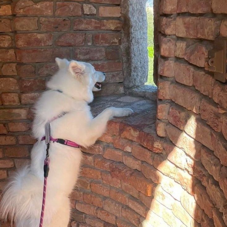 White dog peeking out of a brick structure window, looking outside. It's on a leash with a pink harness.