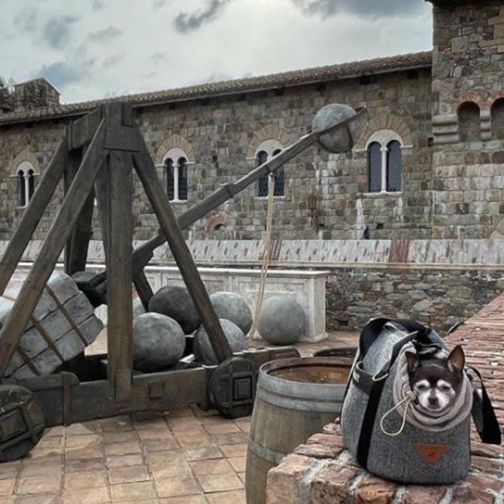Dog in carrier looks at a catapult next to a stone building.