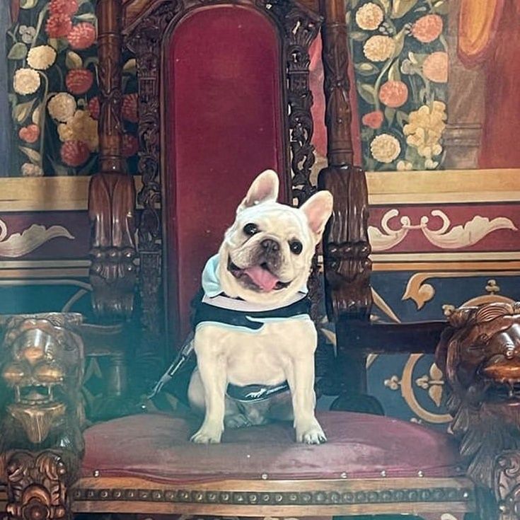 White French bulldog sits on ornate throne, smiling, tongue out. Red and gold details in the background.