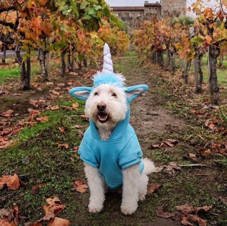 Dog in a unicorn costume sits in a vineyard, autumn leaves.