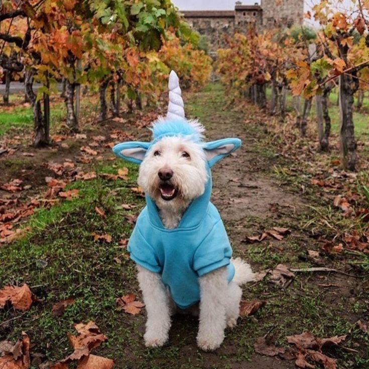 Dog wearing a blue unicorn costume sits in a vineyard in autumn.