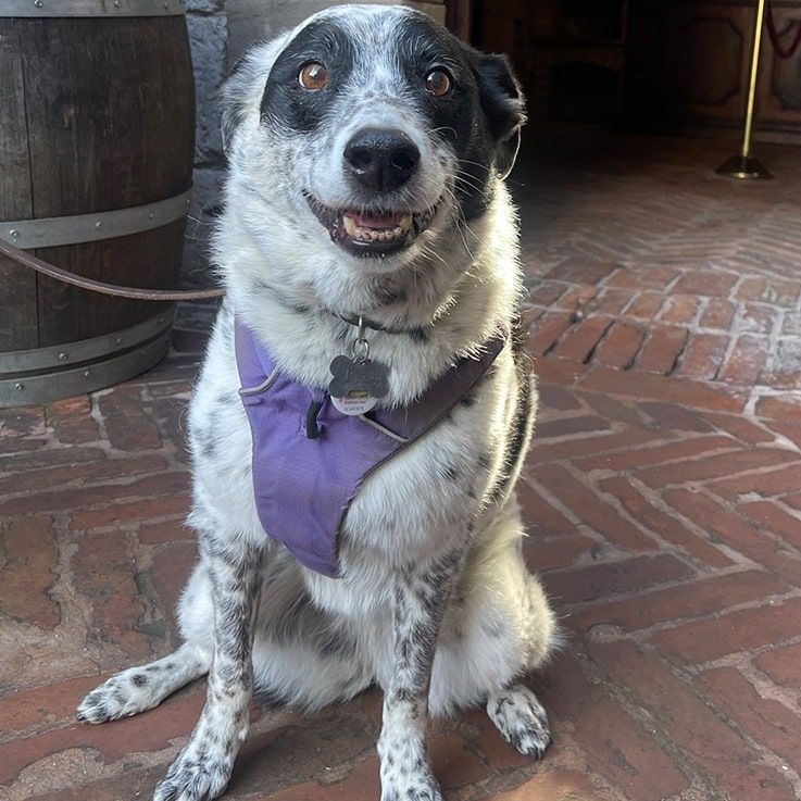 Dog with speckled coat, black markings, and purple harness sits and smiles on a brick patio.