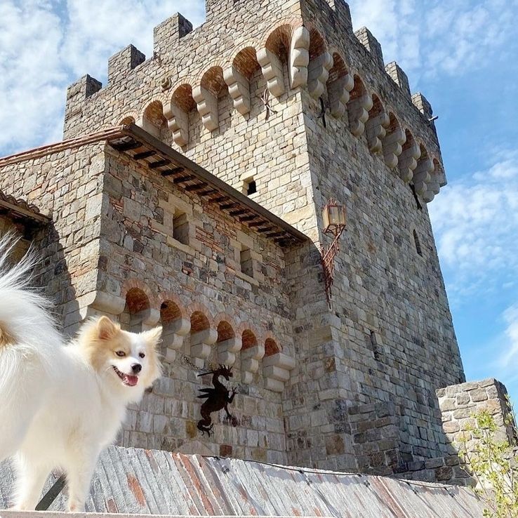 White fluffy dog in front of a stone castle tower on a sunny day.