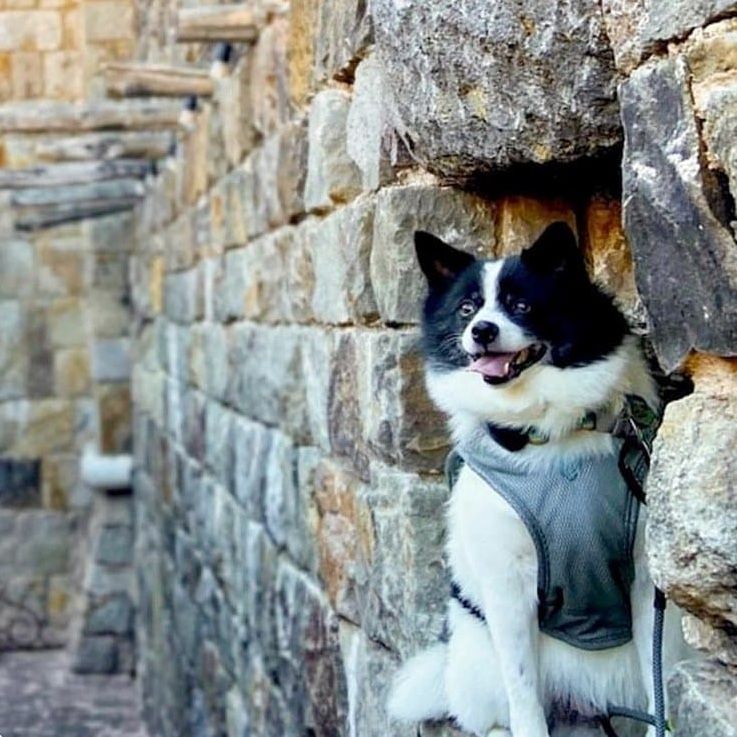 Black and white dog with grey vest sits in a stone wall opening, looking at camera.
