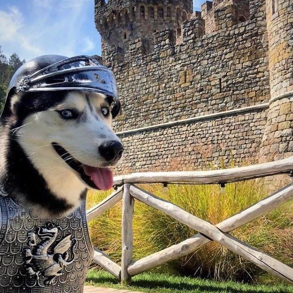 Husky dog in knight armor, helmet, and castle in background.