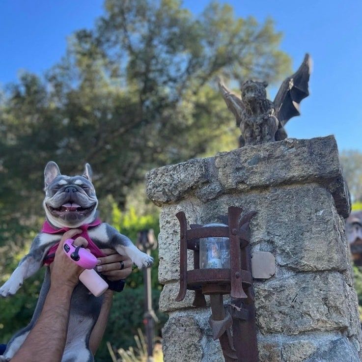 French bulldog held up smiling next to a stone pillar with a gargoyle statue in a sunny outdoor setting.