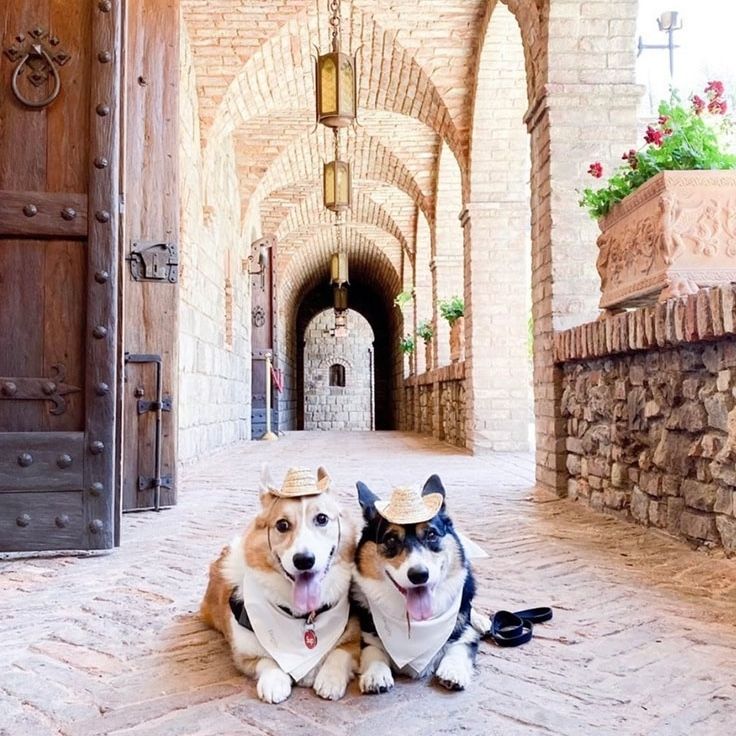 Two corgi dogs wearing cowboy hats and bandanas lie on a brick walkway.