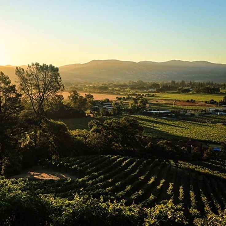 Vineyard in a valley, sun setting over mountains. Green rows of grapes, trees, and buildings.