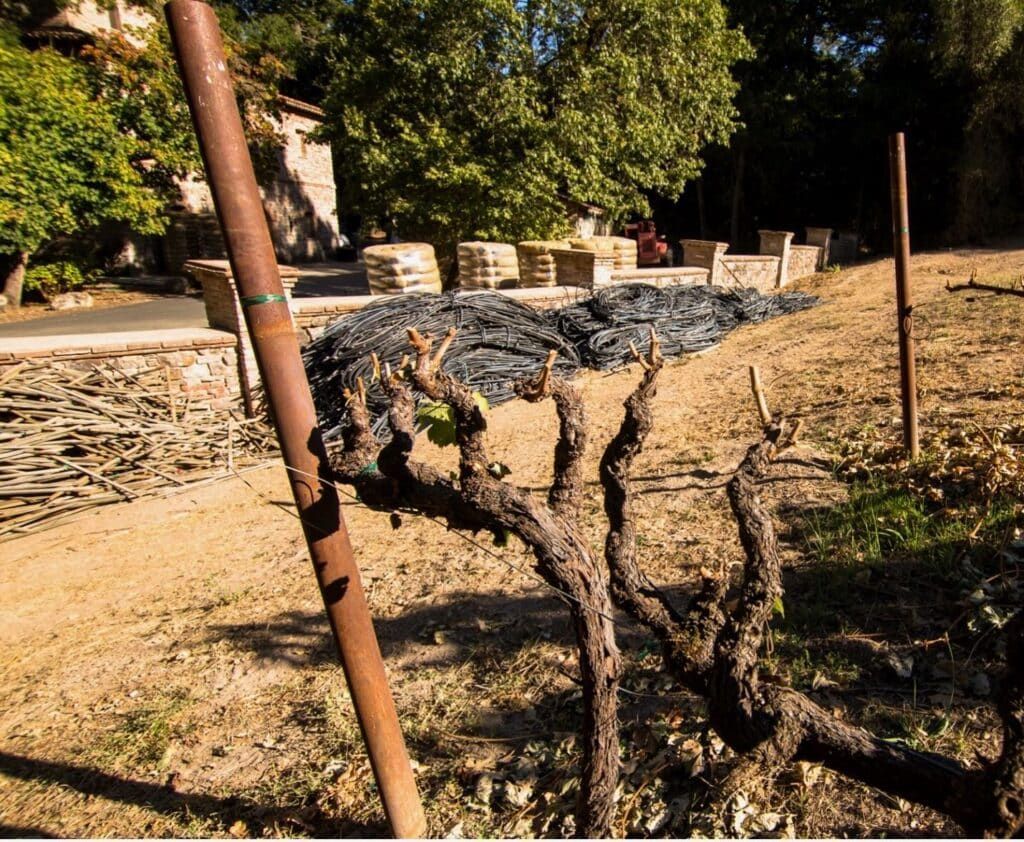 Bare grapevine with brown trunk and branches in a vineyard beside a metal post.