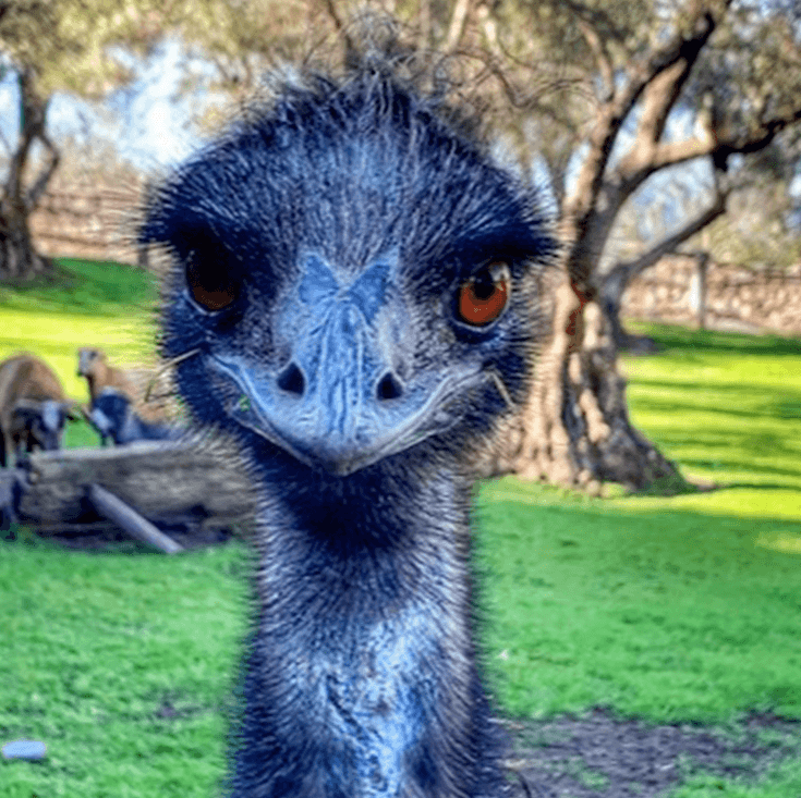 Close-up of an emu with dark feathers and an inquisitive expression, set on a green lawn with trees and a few goats in the background.