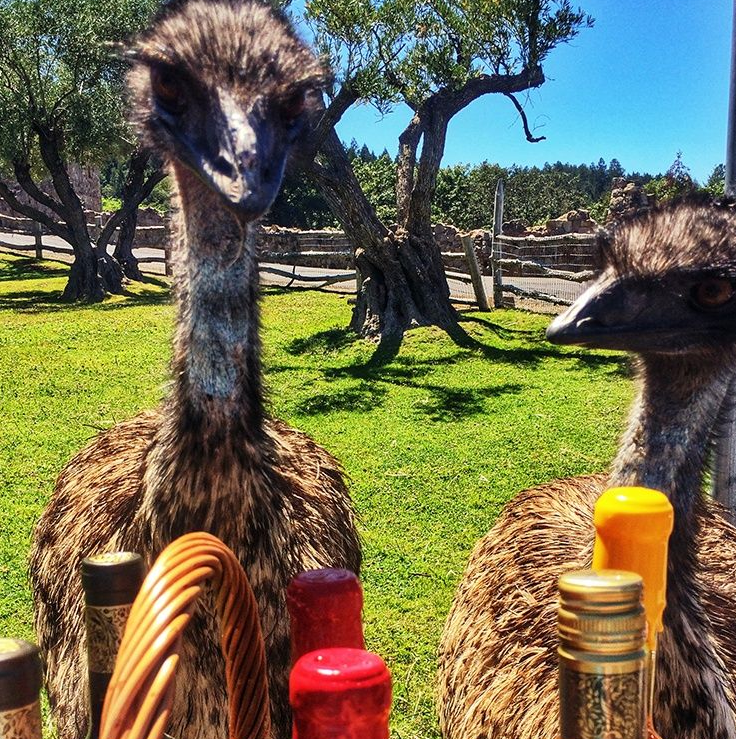 Two emus near a wicker basket and wine bottles on a sunny, grassy lawn with trees in the background.