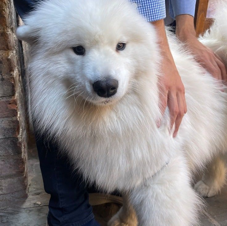 Fluffy white Samoyed dog being petted; outdoors with brick wall background.