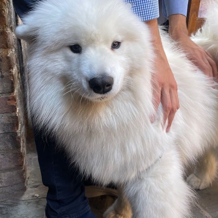 A fluffy, white Samoyed dog being petted by a person wearing a blue shirt and jeans.