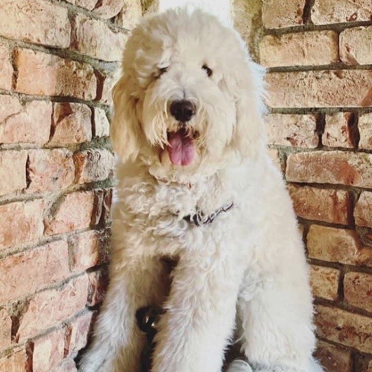 White fluffy dog sitting against a brick wall, tongue out, smiling.
