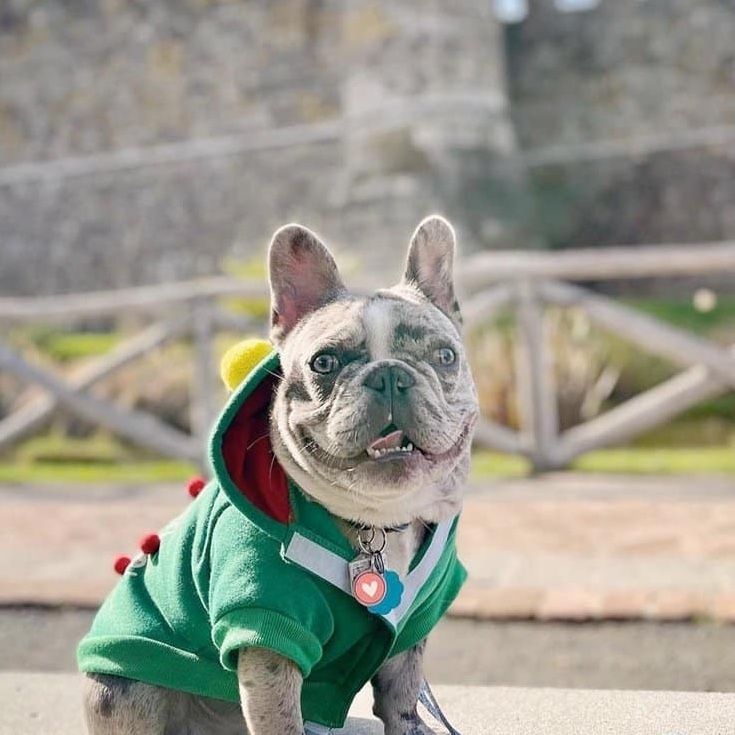 French bulldog wearing a green dinosaur hoodie, smiling outdoors with a stone wall background.