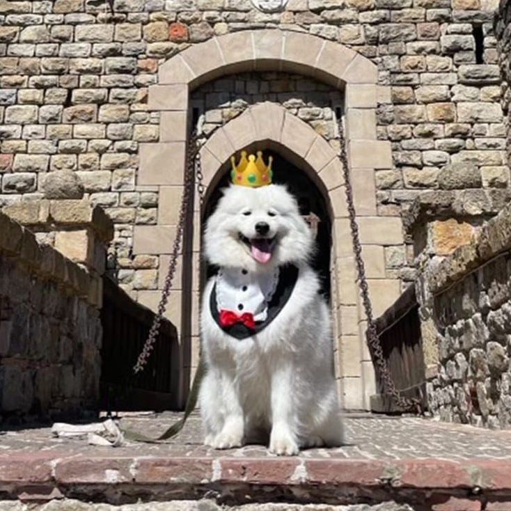 White fluffy dog wearing a tuxedo and crown, sitting in a castle doorway, smiling.