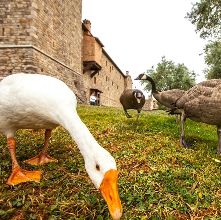 White goose with orange beak grazes, two geese nearby on grassy hill, brick building in background.