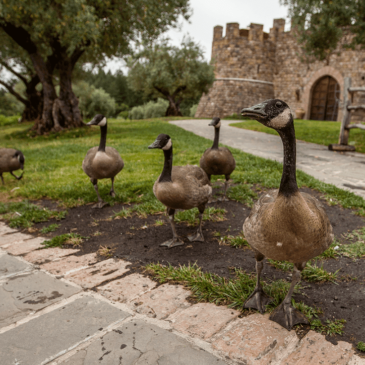 Geese near a stone castle on a grassy lawn with a brick pathway.