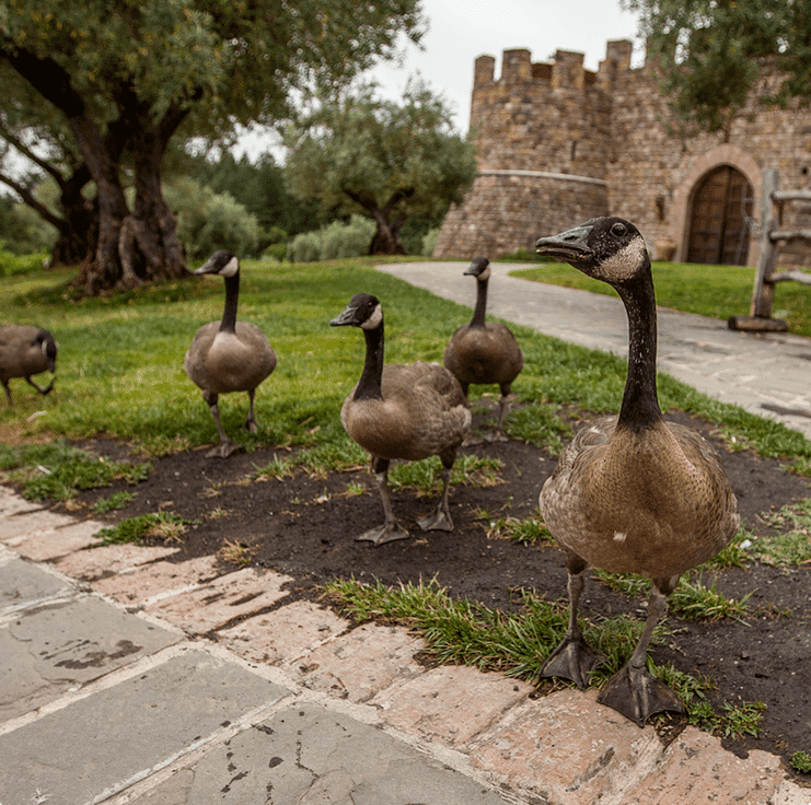 Five Canada geese on a grassy area, some looking towards the camera. A stone castle is in the background.