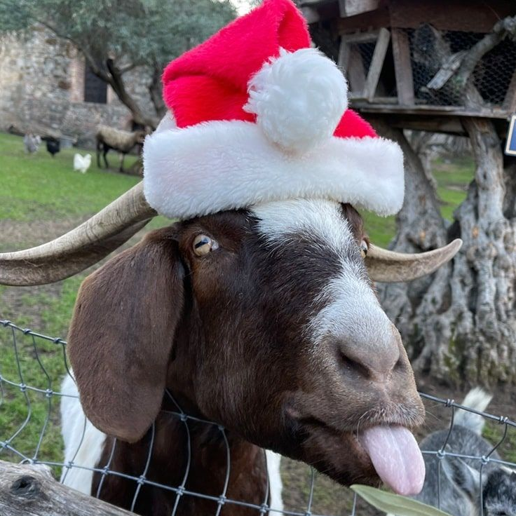 Goat wearing a Santa hat, sticking out its tongue. Brown and white goat near a fence outdoors.