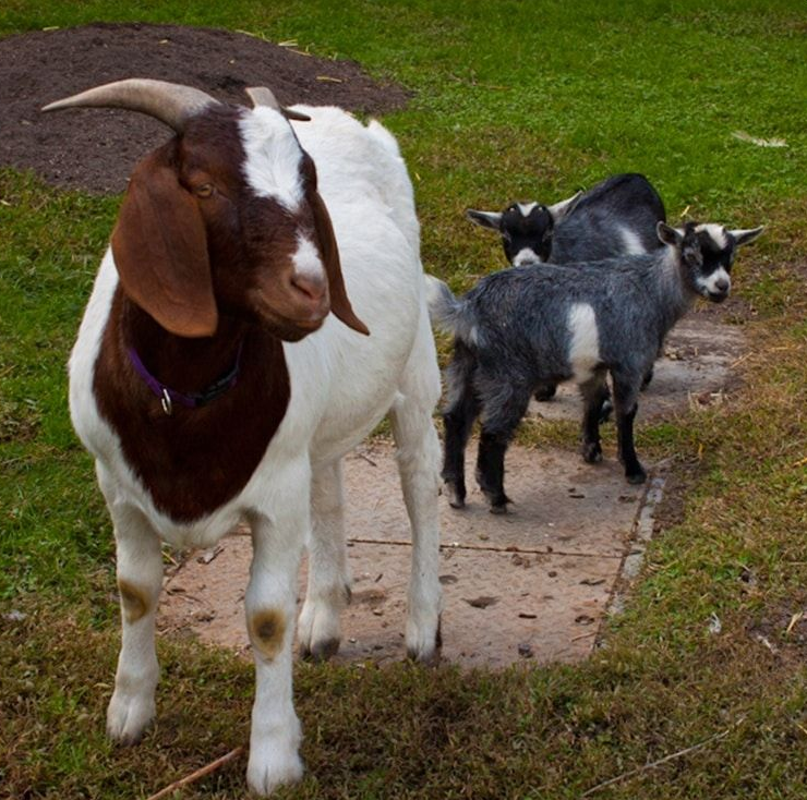 Goat with brown and white markings, wearing a purple collar, stands in a grassy area with two smaller goats.