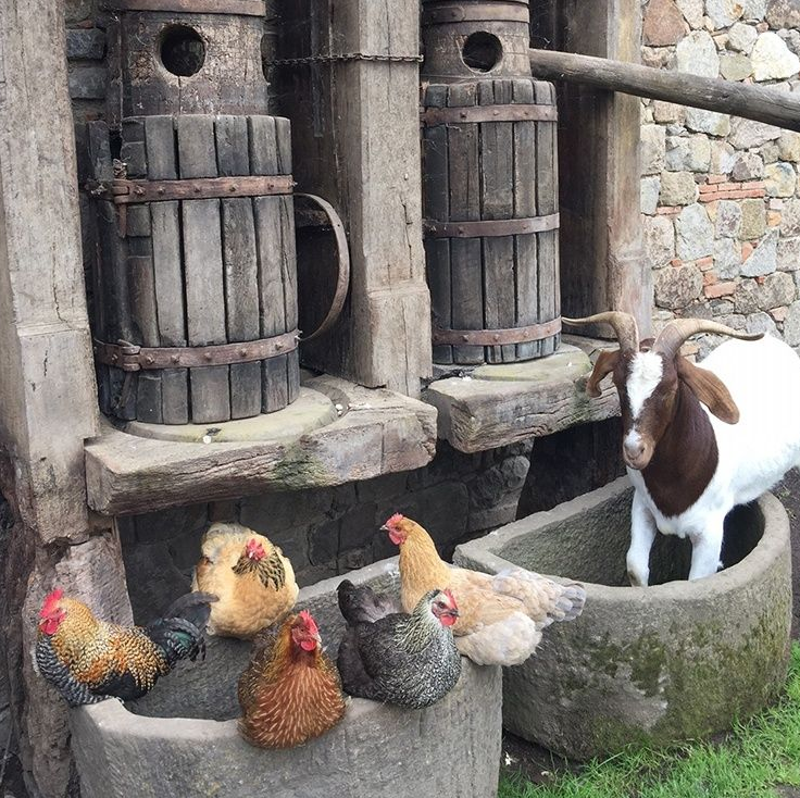 Roosters and hens near stone troughs, with a goat next to them; wooden barrels in the background.